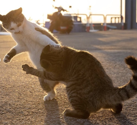 kedi, dövüş, sanat