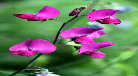 çiğdem, süsen, kar çiçeği, gül soğanı, istanbul nazendesi , sıklemen, bitkiler, tükenen bitkiler,tehlike altındaki bitkiler