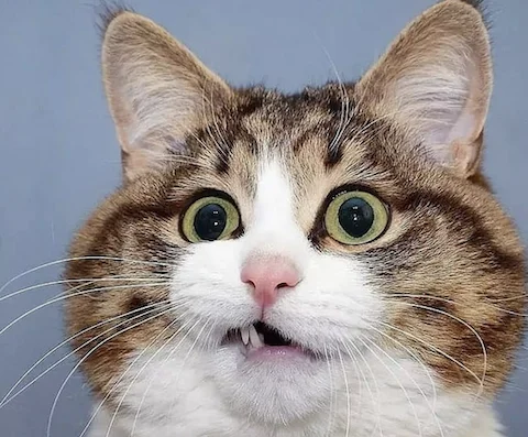 şaşkın, kedi, bakış