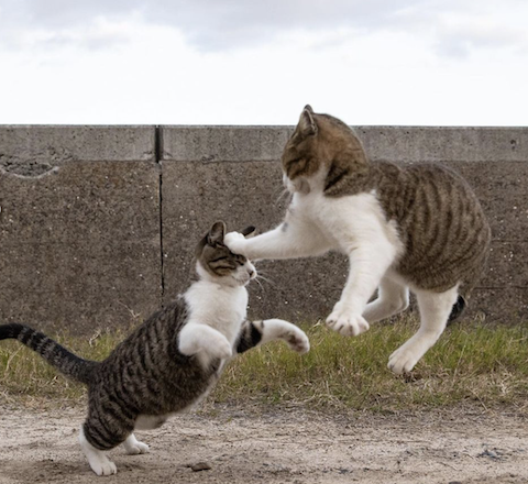 kedi, vuruş, süper