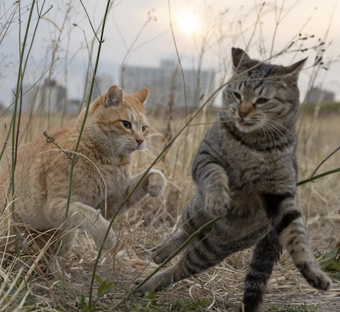 kedi, komik, görsel