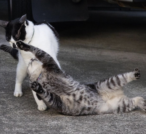 karate, kedi, dövüş