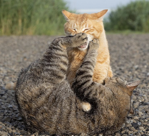 kedi, müsabaka, dövüş