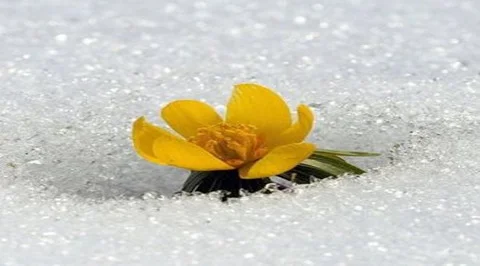 çiğdem, süsen, kar çiçeği, gül soğanı, istanbul nazendesi , sıklemen, bitkiler, tükenen bitkiler,tehlike altındaki bitkiler