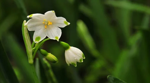çiğdem, süsen, kar çiçeği, gül soğanı, istanbul nazendesi , sıklemen, bitkiler, tükenen bitkiler,tehlike altındaki bitkiler