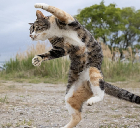 zıplama, kedi, tırmalama