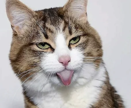 aksi, kedi, huysuz, dil çıkaran