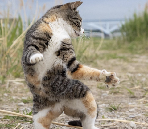 kedi, kıvrak, ısınma, yarış