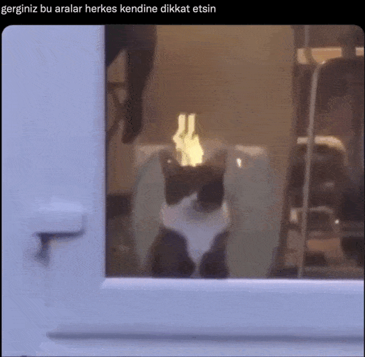 ateş, yanan, kafa, kedi, aksi