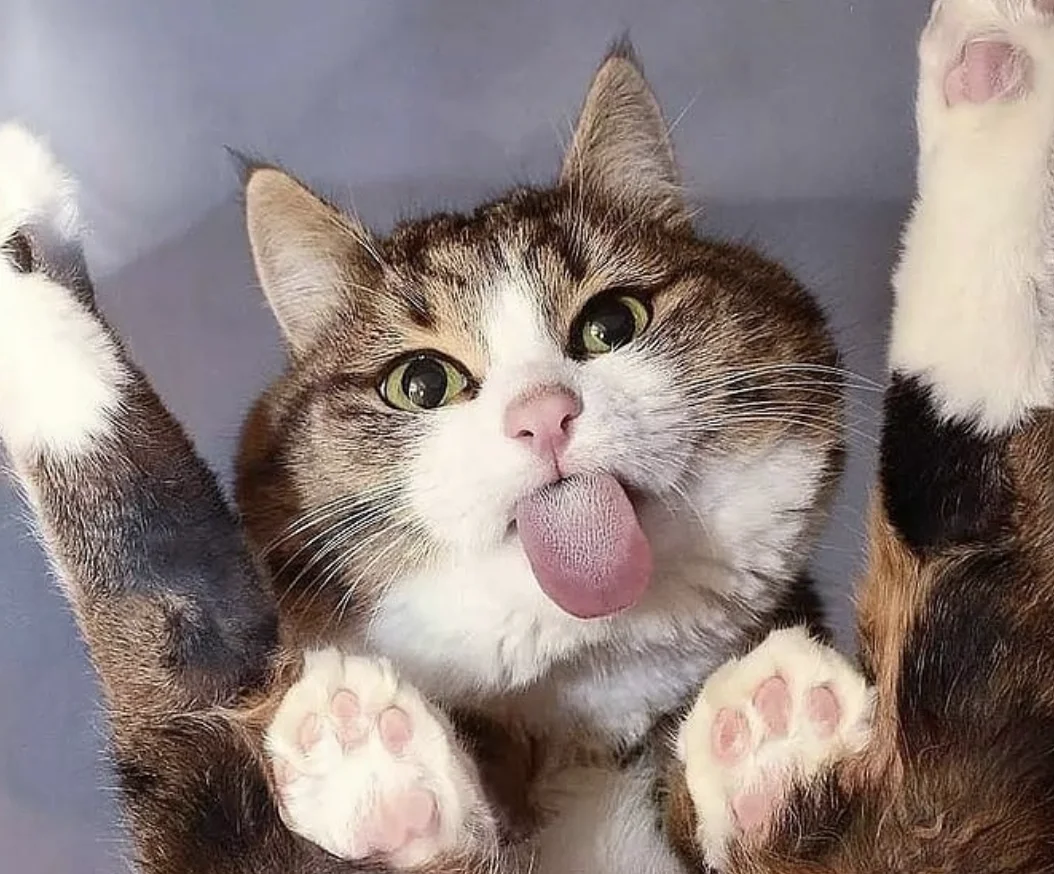 kedi, dil, komik, aksi