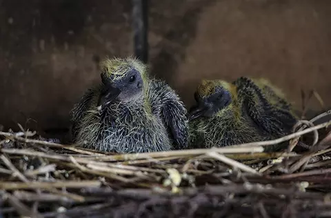 Kuşlar Neden Yuva Yaparlar?